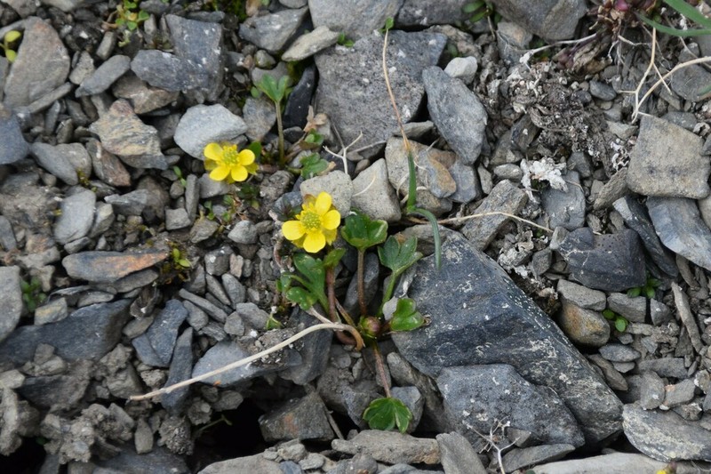 Pygmy Buttercup photo 2