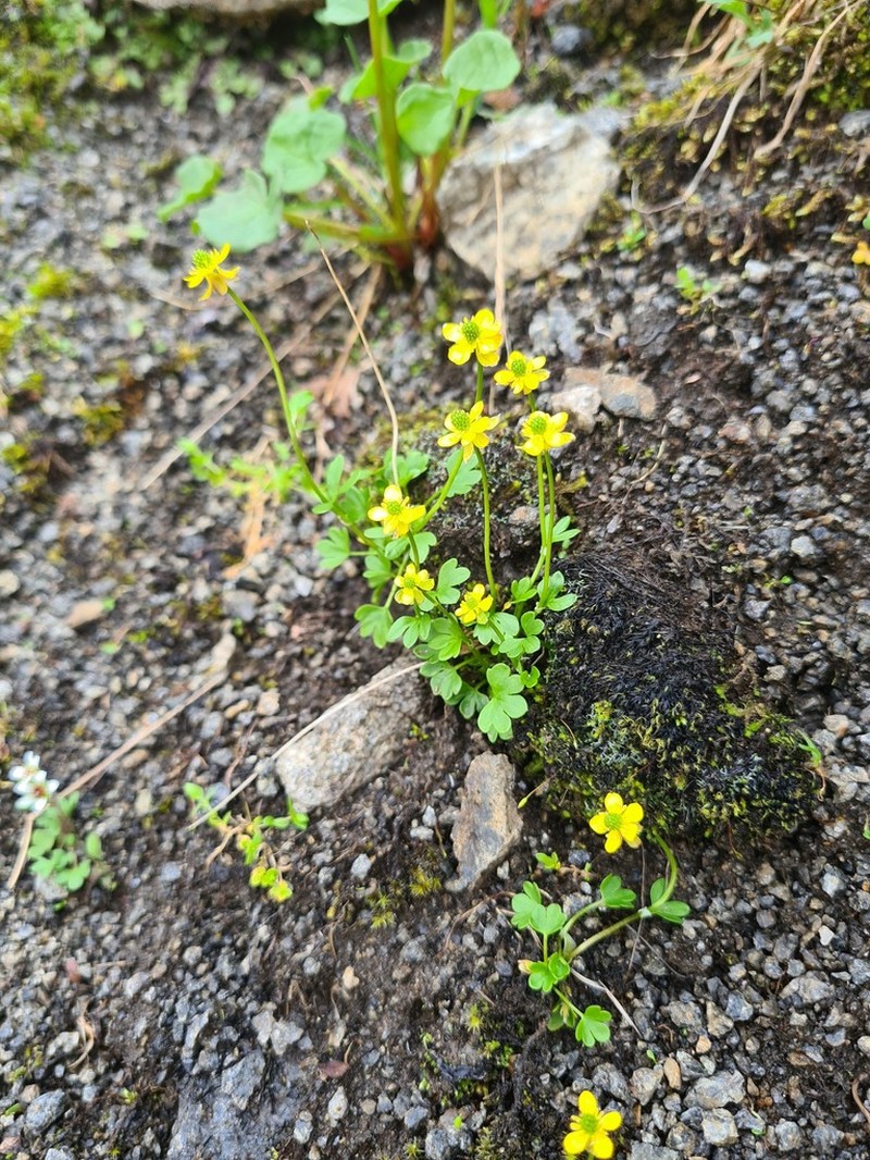 Pygmy Buttercup photo 3