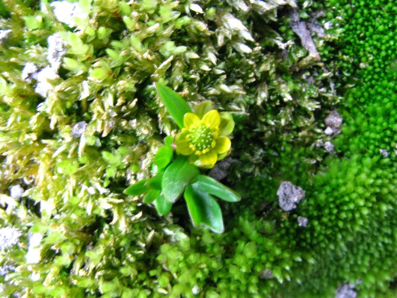 Pygmy Buttercup photo 5