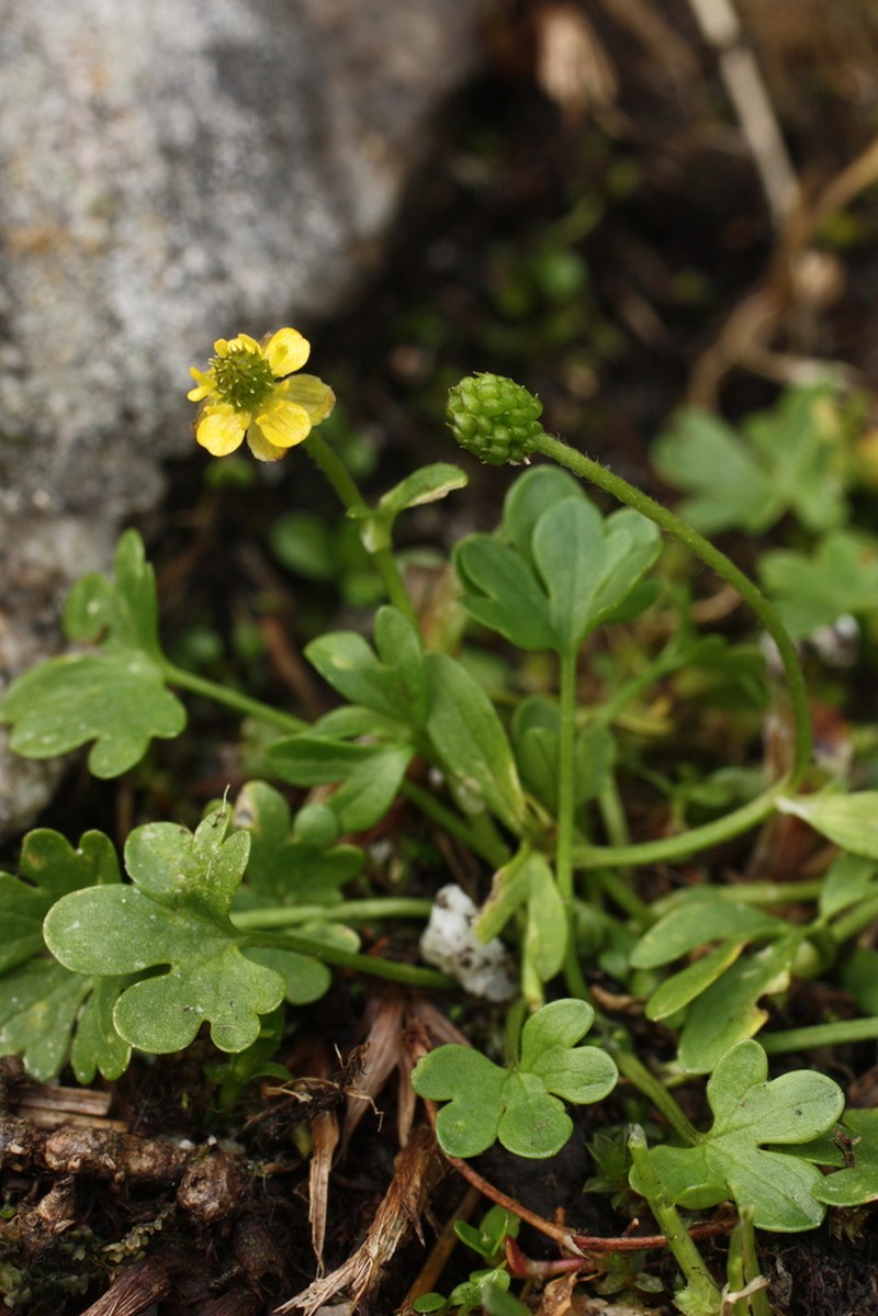 Pygmy Buttercup photo 6