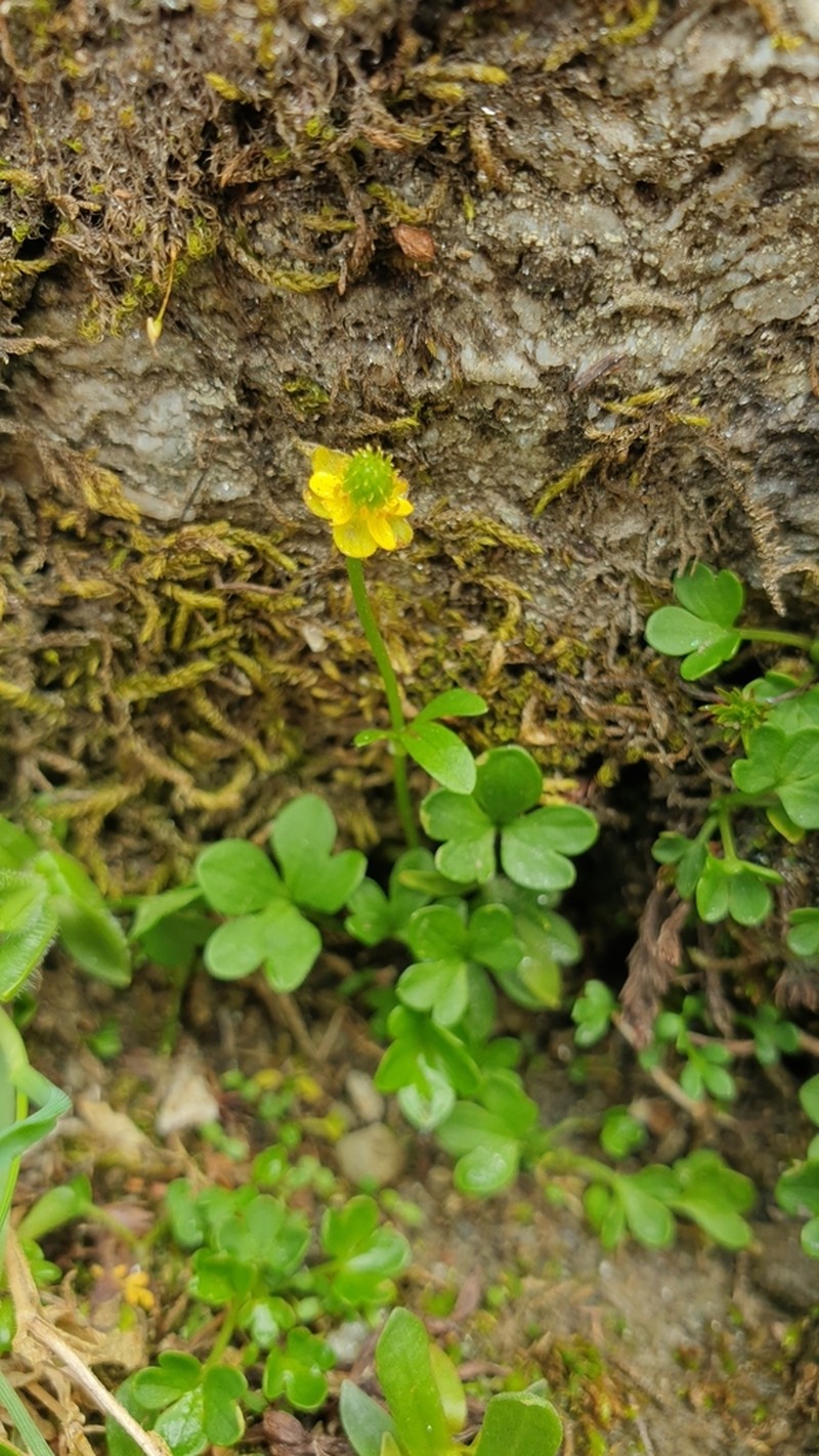 Pygmy Buttercup photo 7