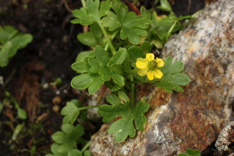 Pygmy Buttercup photo 8