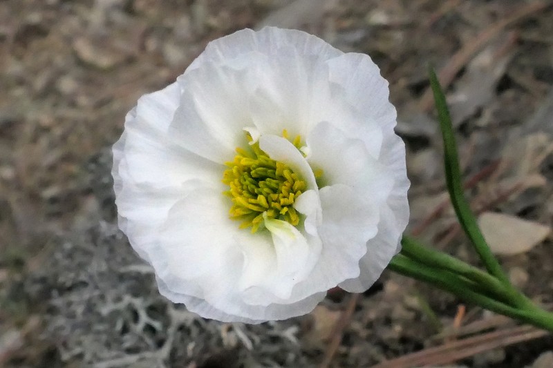 Ranunculus pyrenaeus