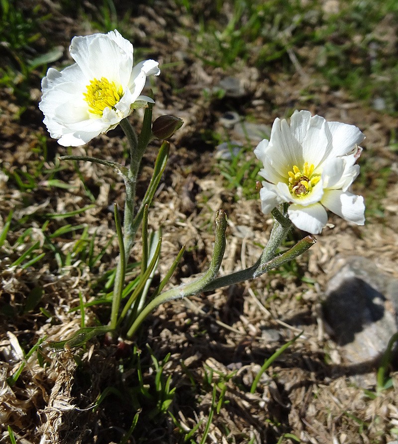 Ranunculus pyrenaeus photo 2