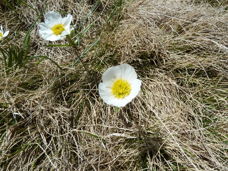 Ranunculus pyrenaeus photo 3