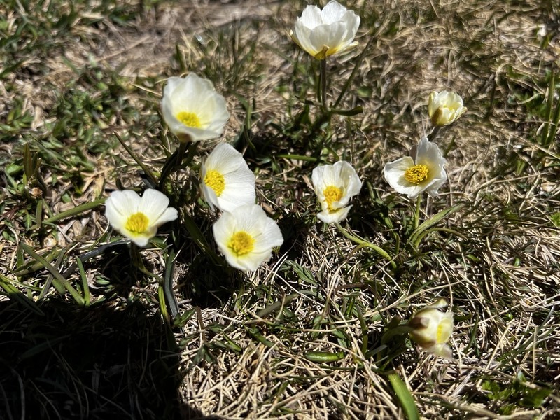 Ranunculus pyrenaeus photo 5