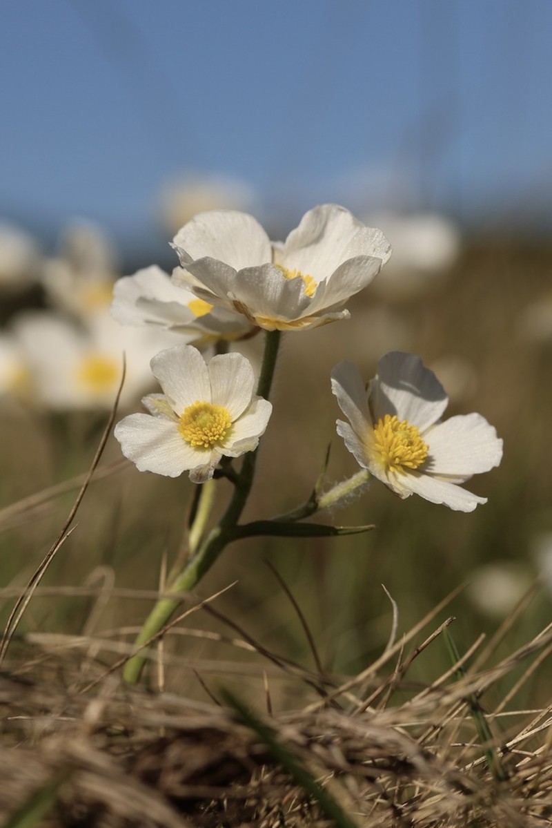 Ranunculus pyrenaeus photo 6