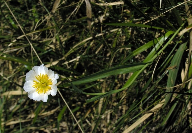 Ranunculus pyrenaeus photo 7