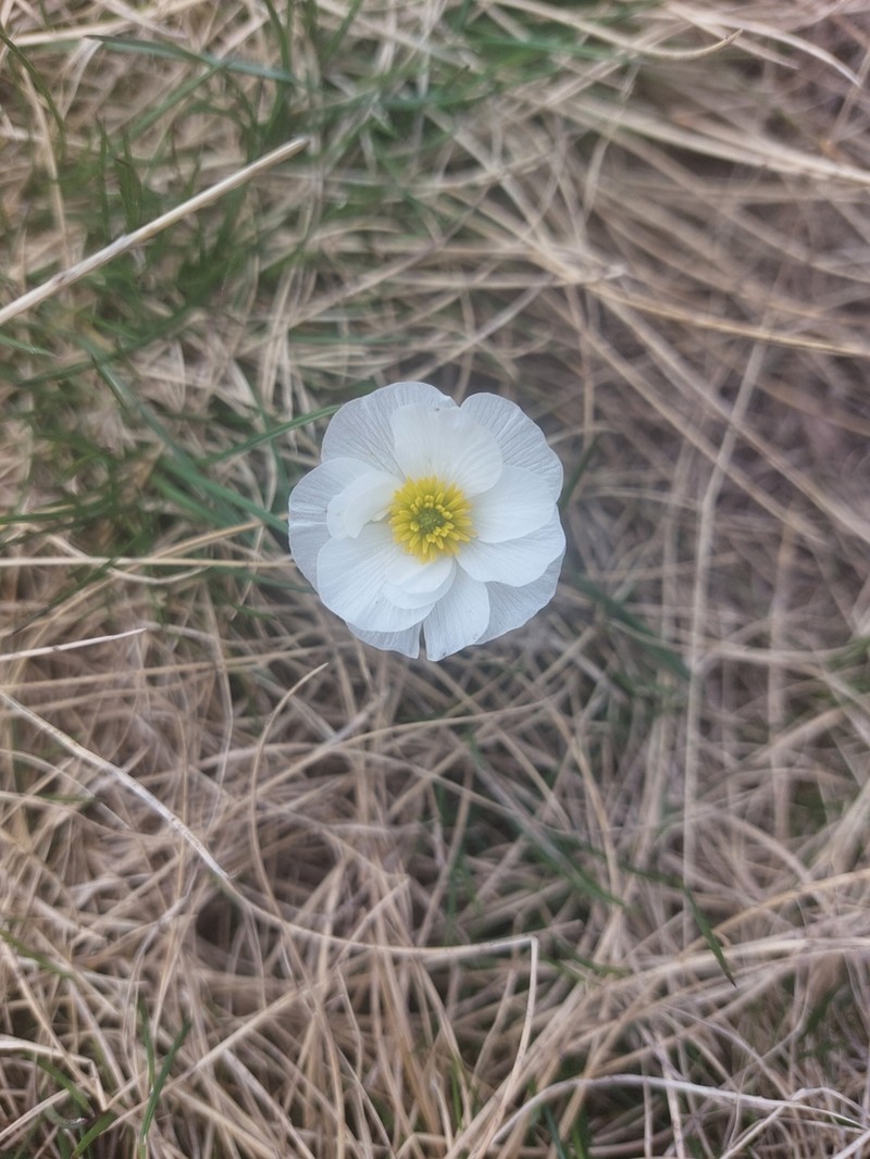 Ranunculus pyrenaeus photo 8