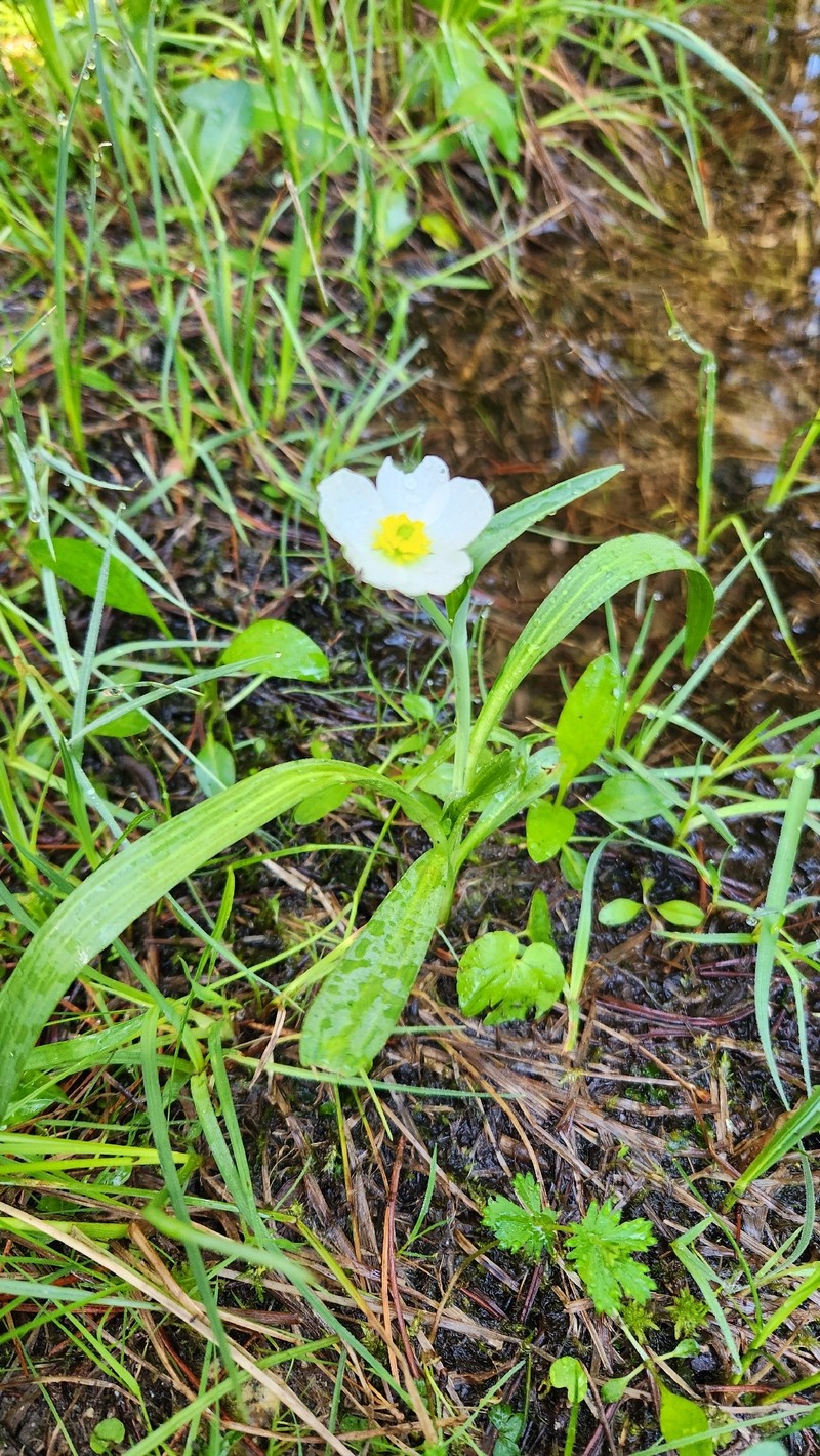 Ranunculus pyrenaeus subsp. angustifolius