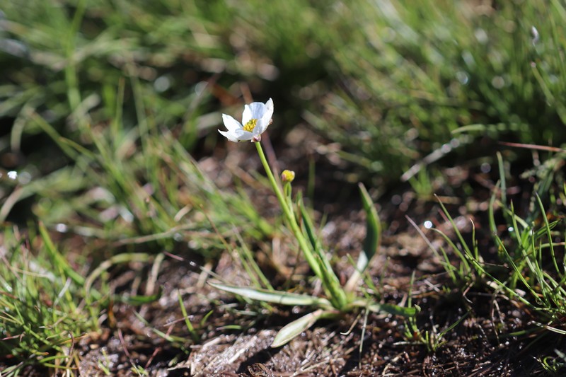 Ranunculus pyrenaeus subsp. angustifolius photo 2