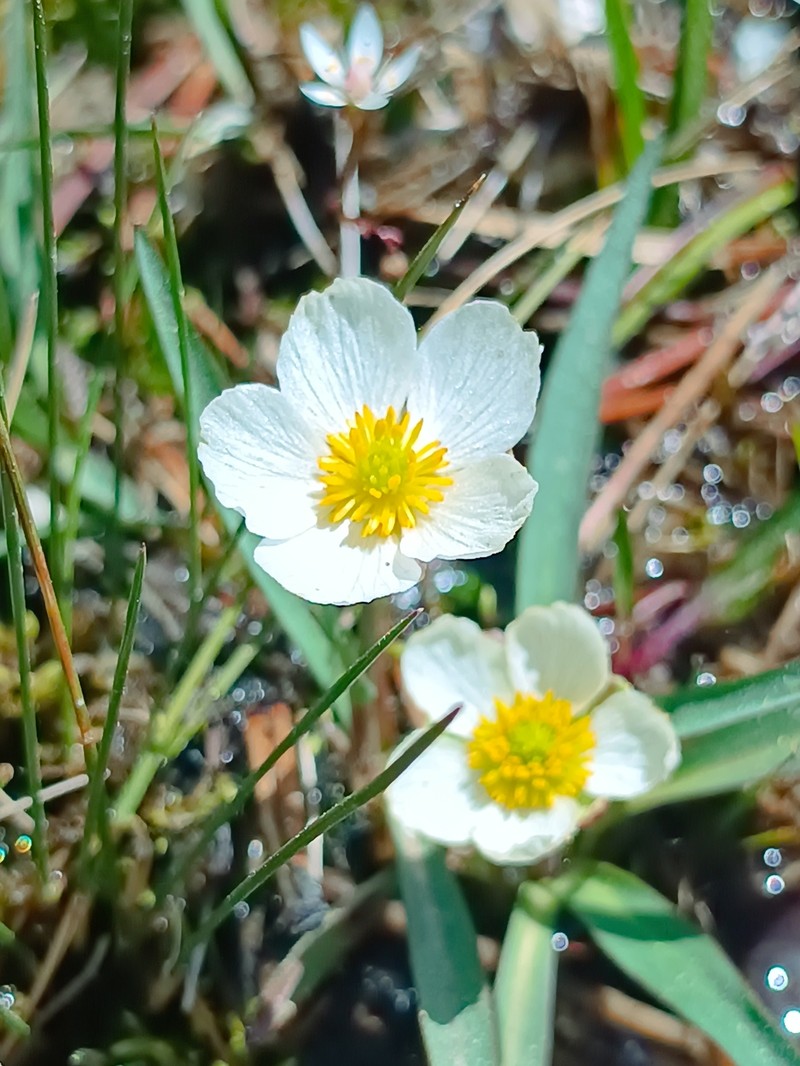 Ranunculus pyrenaeus subsp. angustifolius photo 3