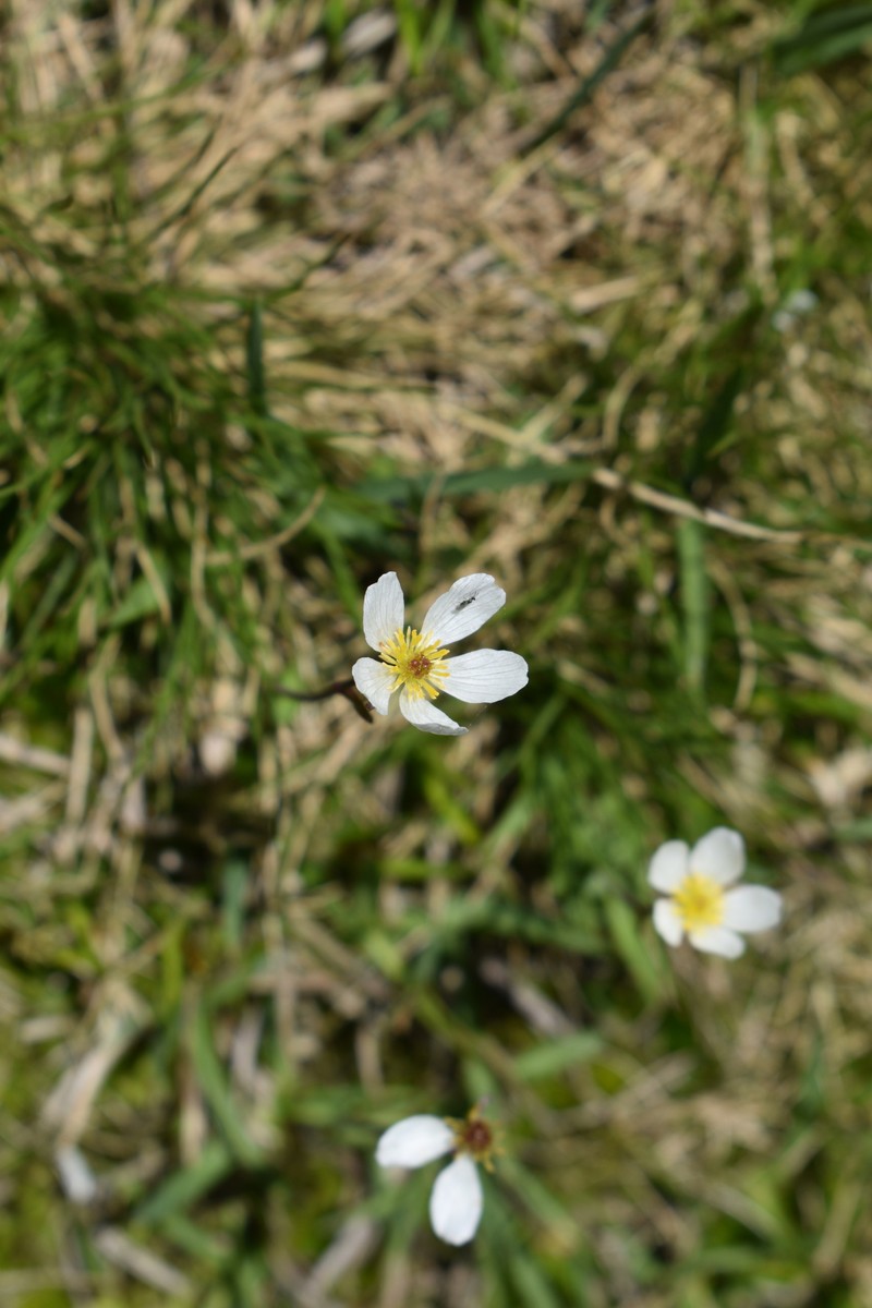 Ranunculus pyrenaeus subsp. angustifolius photo 4