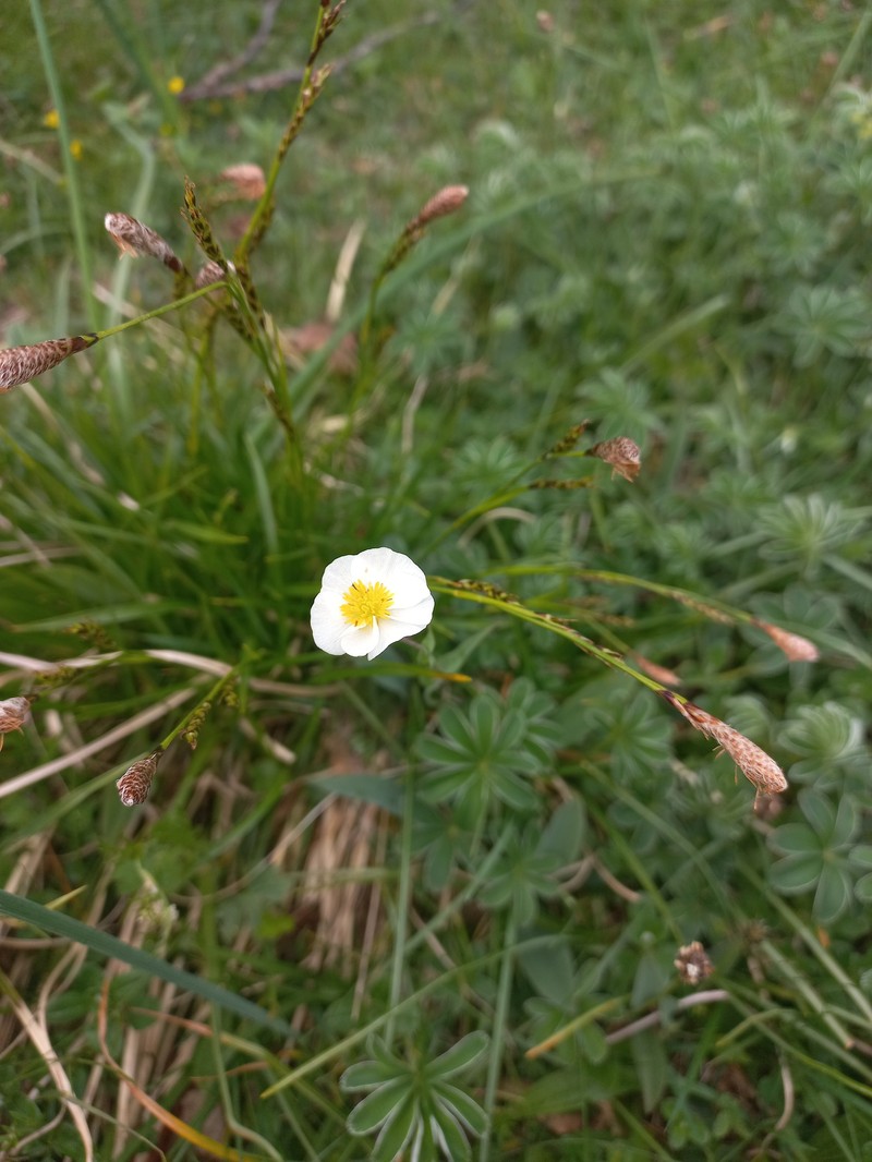 Ranunculus pyrenaeus subsp. pyrenaeus