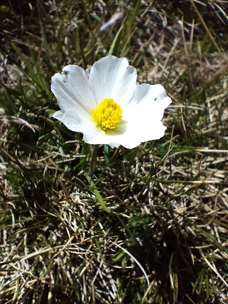 Ranunculus pyrenaeus subsp. pyrenaeus photo 2