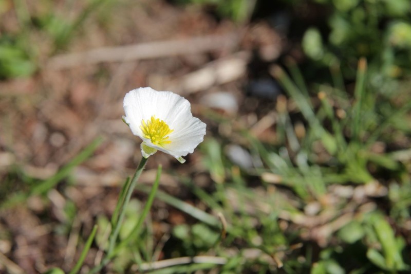 Ranunculus pyrenaeus subsp. pyrenaeus photo 3