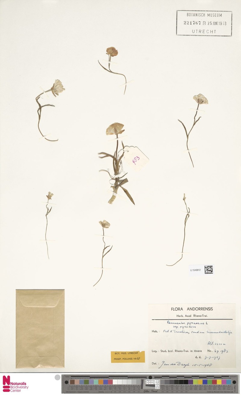 Ranunculus pyrenaeus subsp. pyrenaeus photo 4