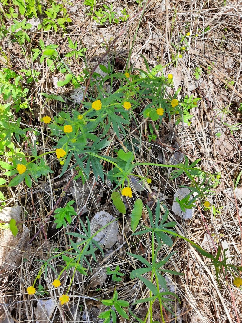 Ranunculus quadrivaginatus