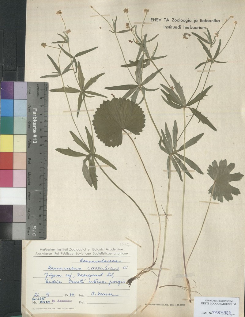 Ranunculus quadrivaginatus photo 4