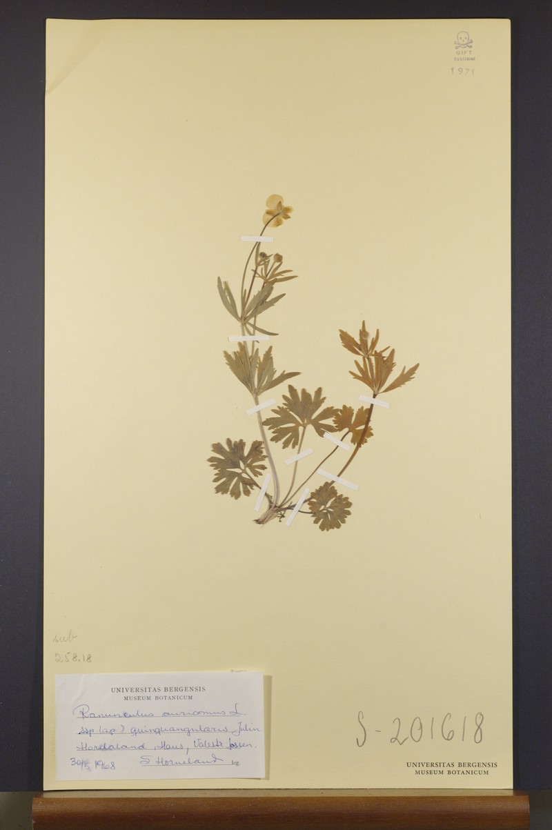 Ranunculus quinquangularis