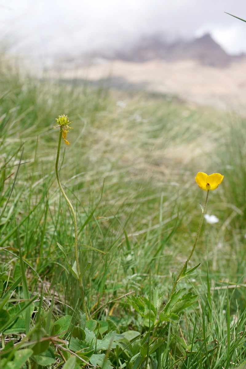 Ranunculus raddeanus