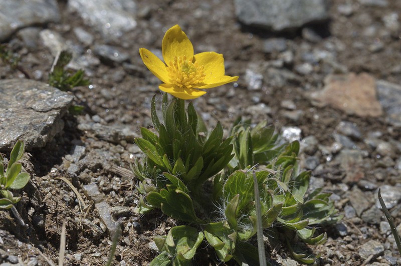 Ranunculus raddeanus photo 2