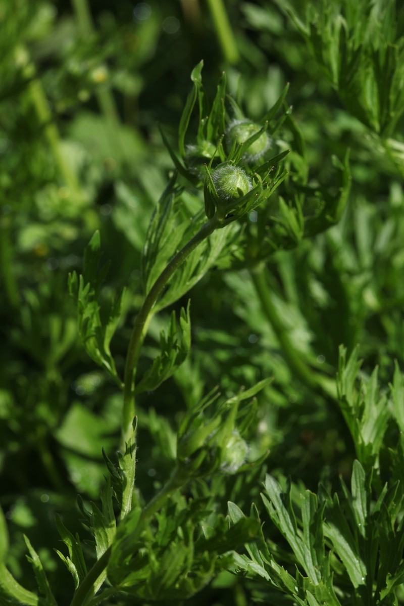 Ranunculus raddeanus photo 3