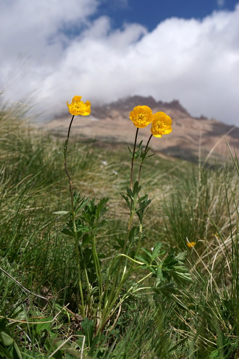 Ranunculus raddeanus photo 5