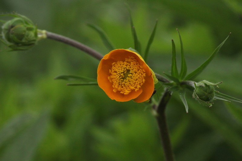 Ranunculus raddeanus photo 6