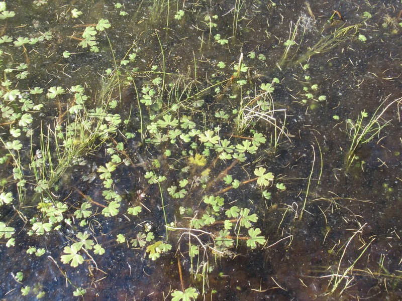 Ranunculus radicans photo 2