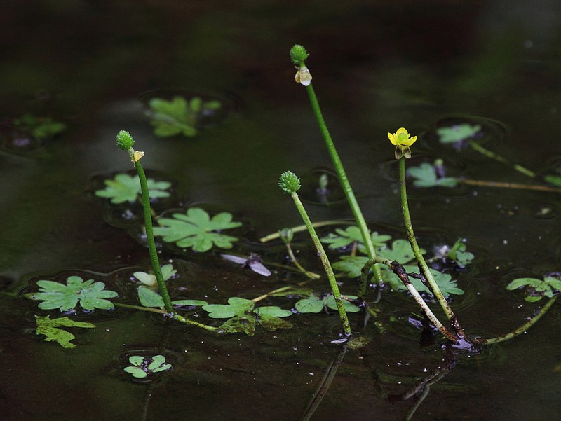 Ranunculus radicans photo 3
