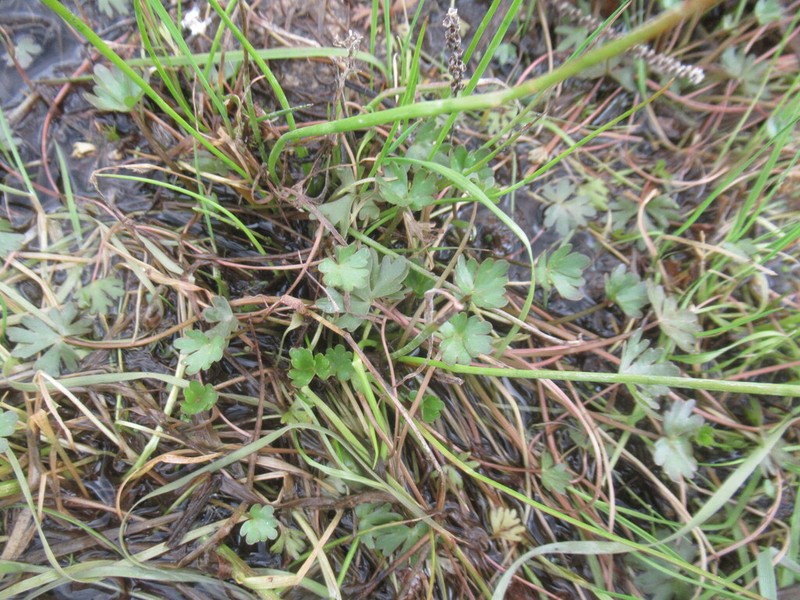 Ranunculus radicans photo 5