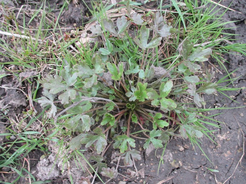 Ranunculus radicans photo 6