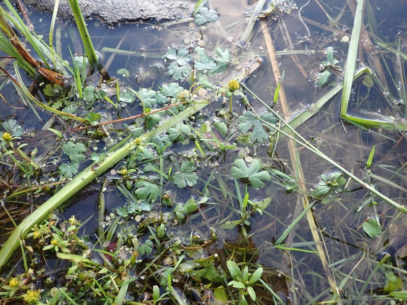 Ranunculus radicans photo 7