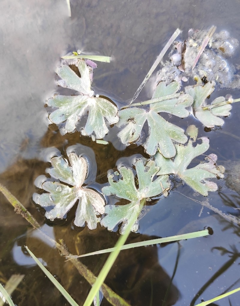 Ranunculus radicans photo 8