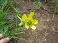 Ranunculus raeae