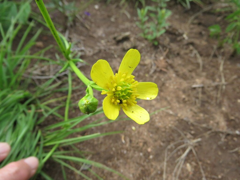 Ranunculus raeae