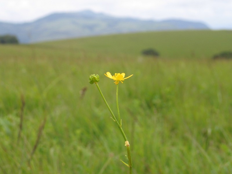 Ranunculus raeae photo 2