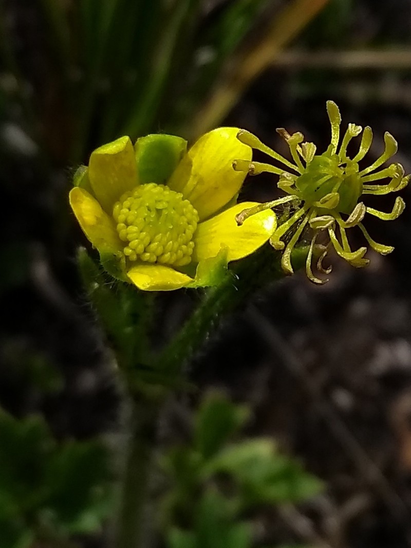 Ranunculus raeae photo 3