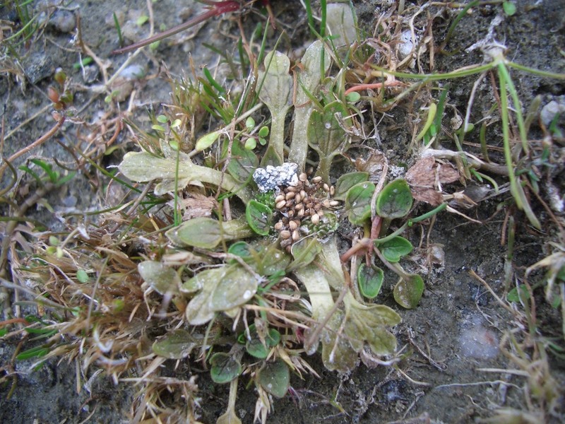 Ranunculus ranceorum