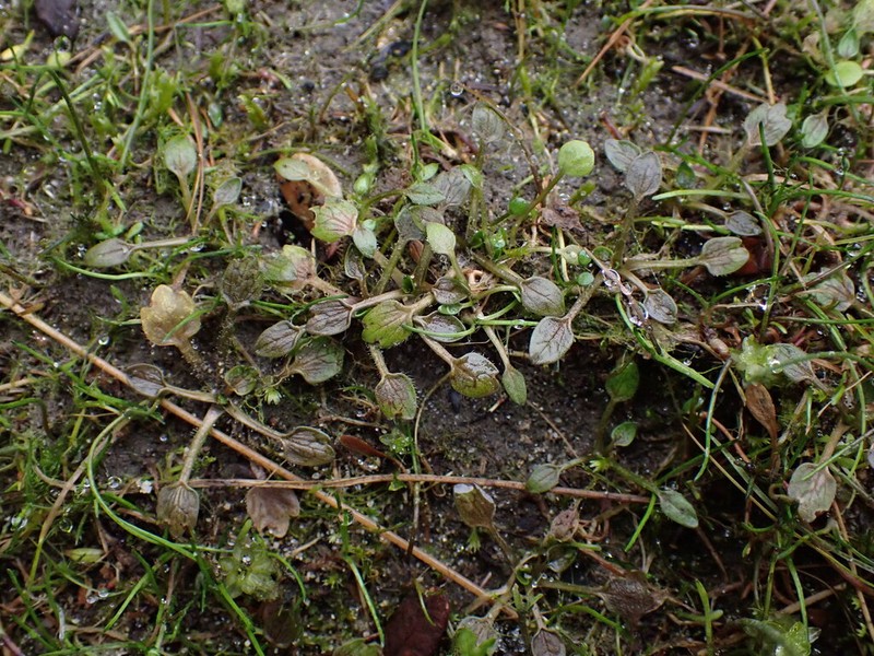 Ranunculus ranceorum photo 3