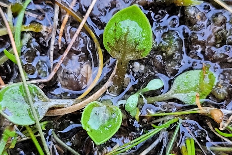 Ranunculus ranceorum photo 7