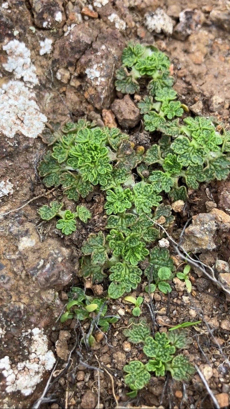 Ranunculus recens