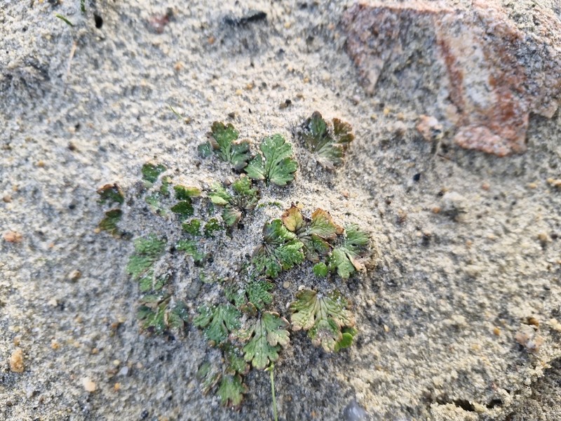 Ranunculus recens photo 3