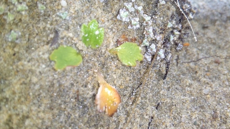 Ranunculus recens photo 4