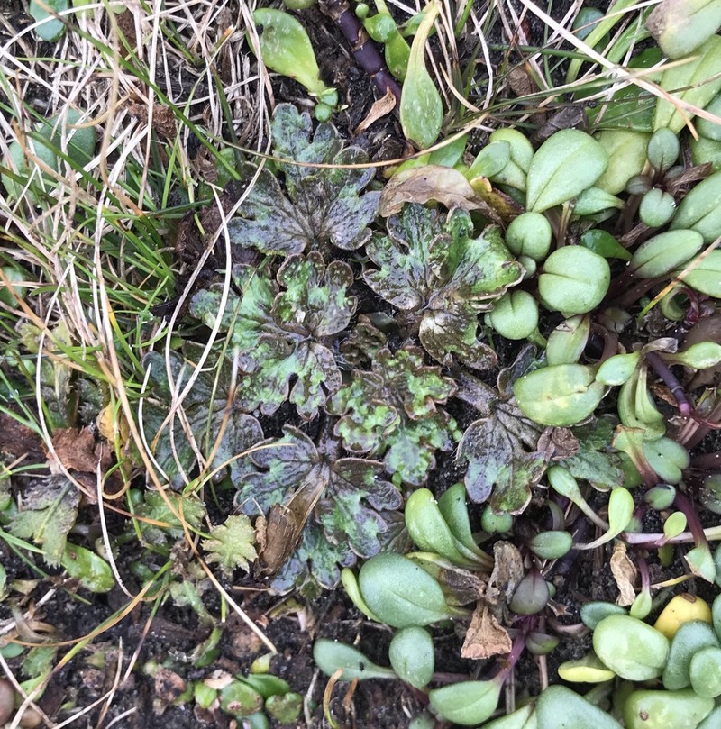 Ranunculus recens photo 5