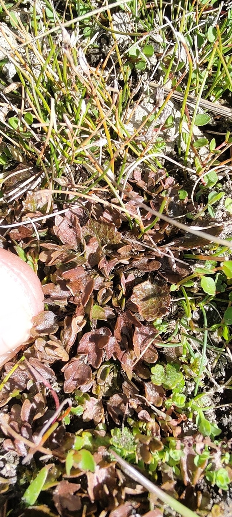 Ranunculus recens photo 6