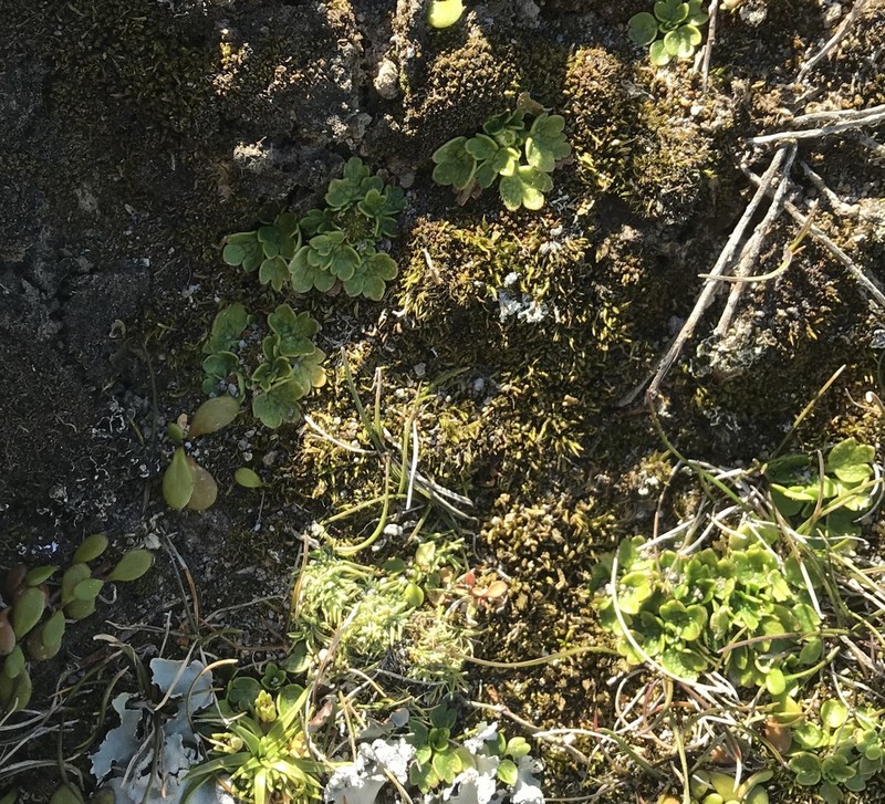 Ranunculus recens photo 7
