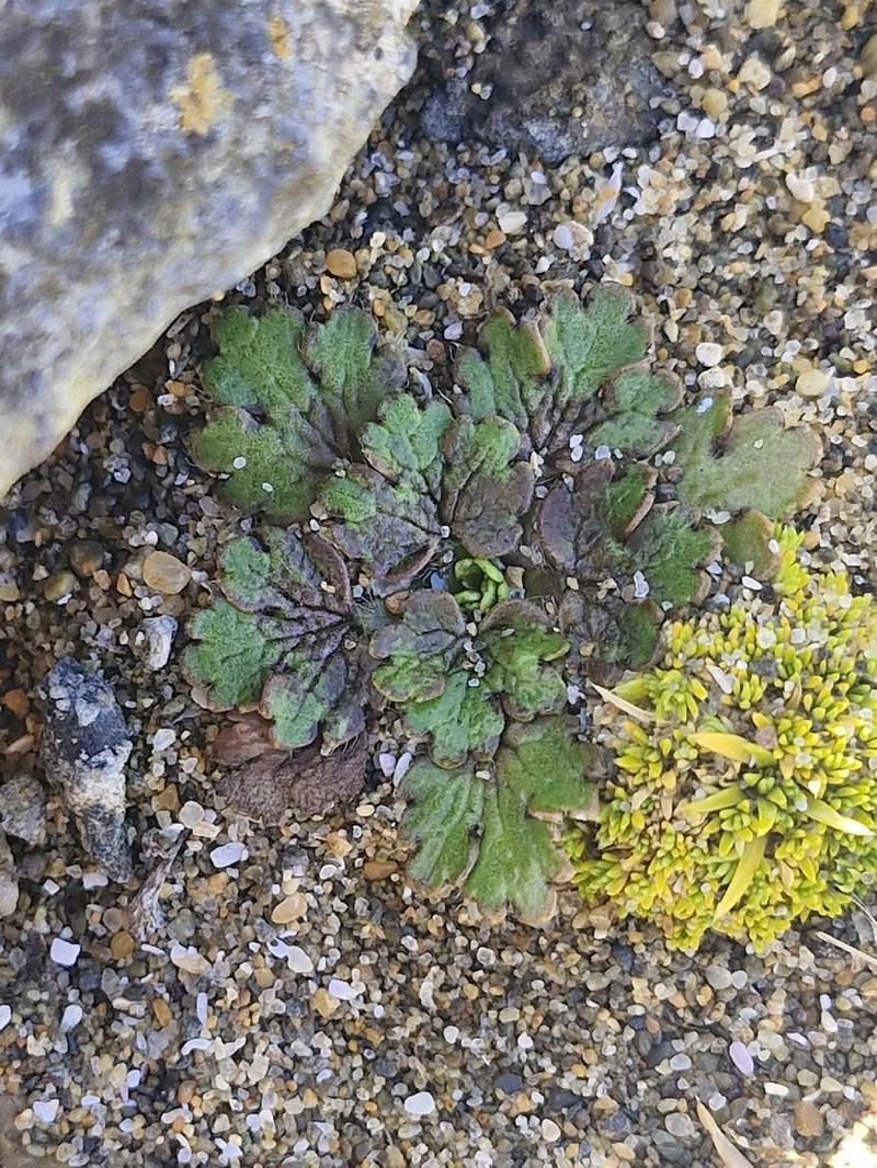 Ranunculus recens photo 8