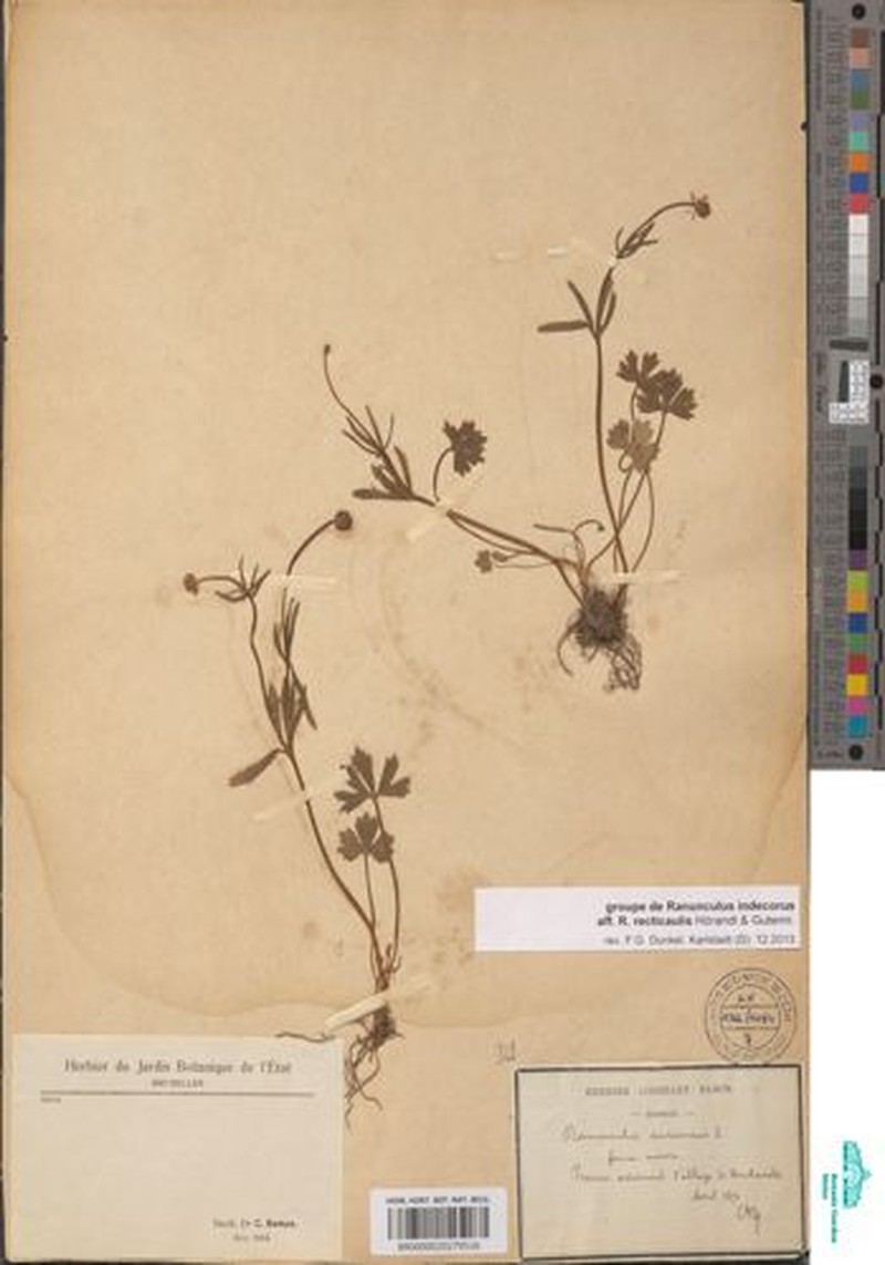 Ranunculus recticaulis